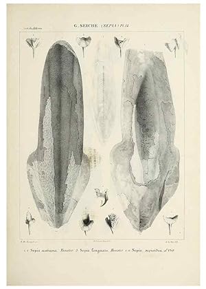 Seller image for Reproduccin/Reproduction 49434928076: Histoire naturelle, gnrale et particulire des cphalopodes actabuifres viants, et fossiles :. Paris :Impr. de A. Lacour,1835-1848. for sale by EL BOLETIN