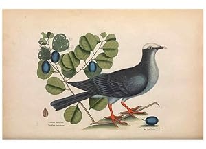 Bild des Verkufers fr Reproduccin/Reproduction 49456860156: The natural history of Carolina, Florida, and the Bahama Islands :. London :Printed for B. White,1771. zum Verkauf von EL BOLETIN