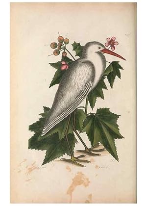 Image du vendeur pour Reproduccin/Reproduction 49457111762: The natural history of Carolina, Florida, and the Bahama Islands :. London :Printed for B. White,1771. mis en vente par EL BOLETIN