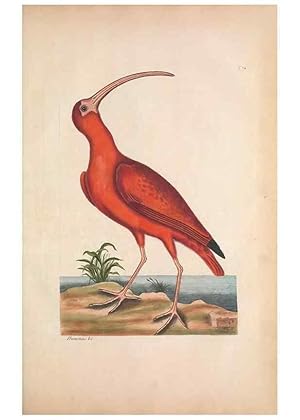 Bild des Verkufers fr Reproduccin/Reproduction 49456881911: The natural history of Carolina, Florida, and the Bahama Islands :. London :Printed for B. White,1771. zum Verkauf von EL BOLETIN