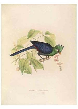 Bild des Verkufers fr Reproduccin/Reproduction 49435914947: De toerakos, afgebeeld en beschreven door H. Schlegel onder medewerking van G. F. Westerman . Uitg. door het Koninklijk zologisch genootschap Natura artis magistra. Amsterdam,1860. zum Verkauf von EL BOLETIN