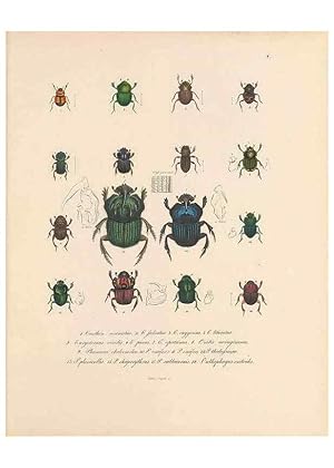 Seller image for Reproduccin/Reproduction 49431301986: Delectus animalium articulatorum :. Monachii :Impensis Editoris,1830-1834. for sale by EL BOLETIN