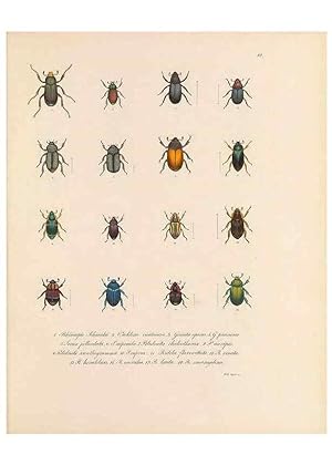 Seller image for Reproduccin/Reproduction 49430827533: Delectus animalium articulatorum :. Monachii :Impensis Editoris,1830-1834. for sale by EL BOLETIN