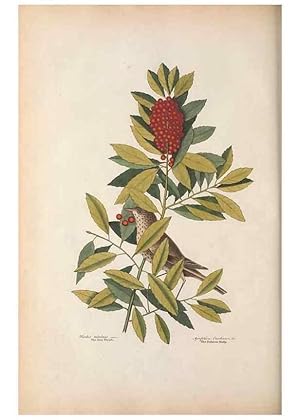 Bild des Verkufers fr Reproduccin/Reproduction 49456862266: The natural history of Carolina, Florida, and the Bahama Islands :. London :Printed for B. White,1771. zum Verkauf von EL BOLETIN