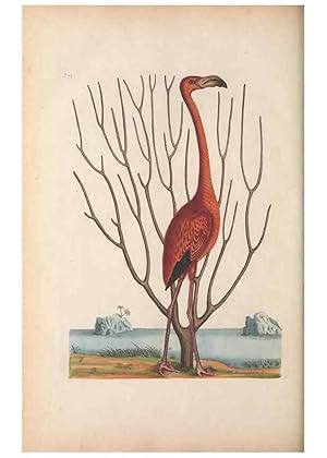 Bild des Verkufers fr Reproduccin/Reproduction 49456405293: The natural history of Carolina, Florida, and the Bahama Islands :. London :Printed for B. White,1771. zum Verkauf von EL BOLETIN