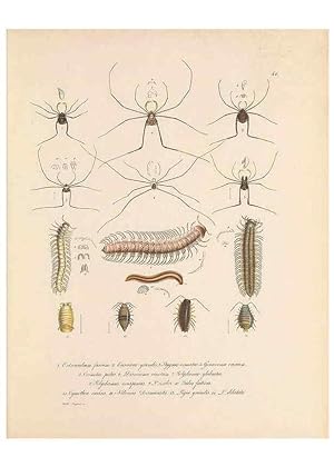 Seller image for Reproduccin/Reproduction 49431535017: Delectus animalium articulatorum :. Monachii :Impensis Editoris,1830-1834. for sale by EL BOLETIN