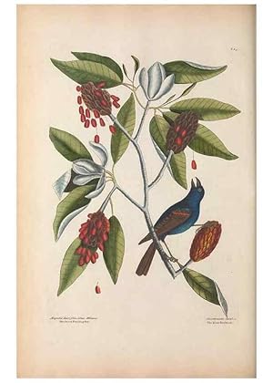 Bild des Verkufers fr Reproduccin/Reproduction 49456865621: The natural history of Carolina, Florida, and the Bahama Islands :. London :Printed for B. White,1771. zum Verkauf von EL BOLETIN