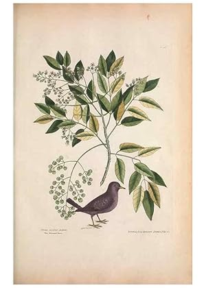 Bild des Verkufers fr Reproduccin/Reproduction 49456860426: The natural history of Carolina, Florida, and the Bahama Islands :. London :Printed for B. White,1771. zum Verkauf von EL BOLETIN