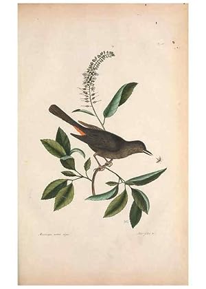 Bild des Verkufers fr Reproduccin/Reproduction 49457107687: The natural history of Carolina, Florida, and the Bahama Islands :. London :Printed for B. White,1771. zum Verkauf von EL BOLETIN