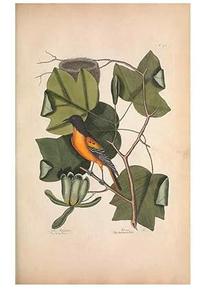 Bild des Verkufers fr Reproduccin/Reproduction 49457101547: The natural history of Carolina, Florida, and the Bahama Islands :. London :Printed for B. White,1771. zum Verkauf von EL BOLETIN