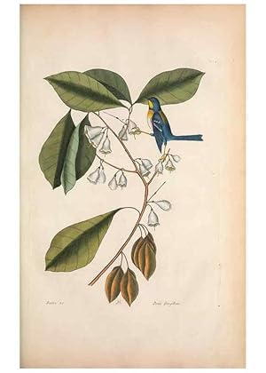 Image du vendeur pour Reproduccin/Reproduction 49456874976: The natural history of Carolina, Florida, and the Bahama Islands :. London :Printed for B. White,1771. mis en vente par EL BOLETIN