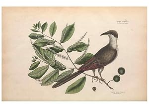 Image du vendeur pour Reproduccin/Reproduction 49456854611: The natural history of Carolina, Florida, and the Bahama Islands :. London :Printed for B. White,1771. mis en vente par EL BOLETIN