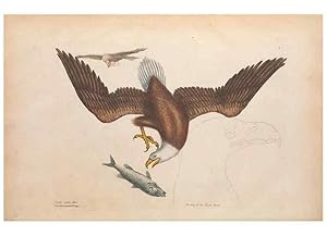 Image du vendeur pour Reproduccin/Reproduction 49457084777: The natural history of Carolina, Florida, and the Bahama Islands :. London :Printed for B. White,1771. mis en vente par EL BOLETIN