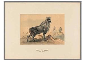 Image du vendeur pour Reproduccin/Reproduction 49419295007: Zoological sketches /. London :Henry Graves,1861-1867. mis en vente par EL BOLETIN