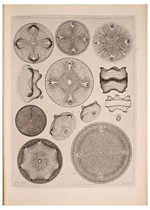 Imagen del vendedor de Reproduccin/Reproduction 49389886691: Atlas der Diatomaceen-Kunde /. Leipzig :O.R. Reisland,[1874-19. a la venta por EL BOLETIN