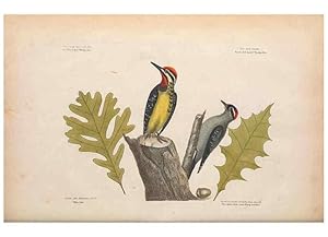 Bild des Verkufers fr Reproduccin/Reproduction 49456858681: The natural history of Carolina, Florida, and the Bahama Islands :. London :Printed for B. White,1771. zum Verkauf von EL BOLETIN