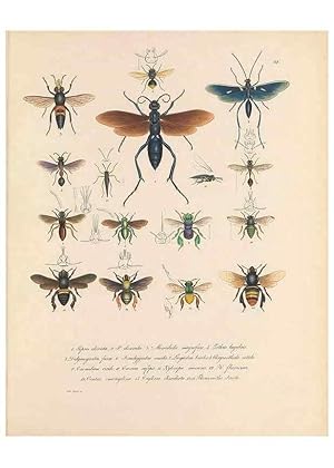 Seller image for Reproduccin/Reproduction 49430832648: Delectus animalium articulatorum :. Monachii :Impensis Editoris,1830-1834. for sale by EL BOLETIN