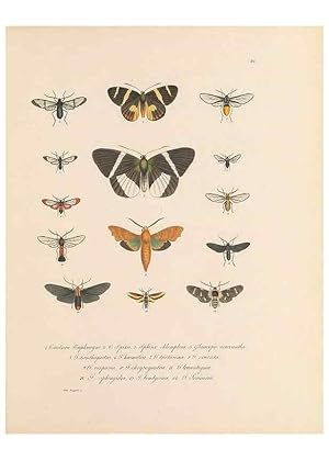 Seller image for Reproduccin/Reproduction 49430833508: Delectus animalium articulatorum :. Monachii :Impensis Editoris,1830-1834. for sale by EL BOLETIN