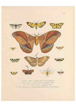 Bild des Verkufers fr Reproduccin/Reproduction 49431532352: Delectus animalium articulatorum :. Monachii :Impensis Editoris,1830-1834. zum Verkauf von EL BOLETIN
