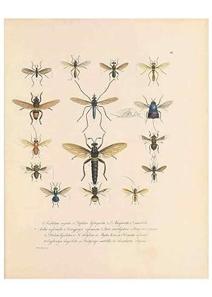 Seller image for Reproduccin/Reproduction 49431533707: Delectus animalium articulatorum :. Monachii :Impensis Editoris,1830-1834. for sale by EL BOLETIN