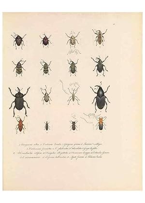 Seller image for Reproduccin/Reproduction 49431304226: Delectus animalium articulatorum :. Monachii :Impensis Editoris,1830-1834. for sale by EL BOLETIN