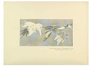 Immagine del venditore per Reproduccin/Reproduction 49419892768: British trees /. London :Hutchinson,1907. venduto da EL BOLETIN