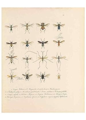 Seller image for Reproduccin/Reproduction 49431533997: Delectus animalium articulatorum :. Monachii :Impensis Editoris,1830-1834. for sale by EL BOLETIN
