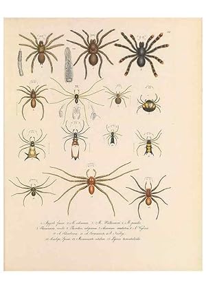 Seller image for Reproduccin/Reproduction 49431310771: Delectus animalium articulatorum :. Monachii :Impensis Editoris,1830-1834. for sale by EL BOLETIN