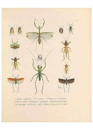 Seller image for Reproduccin/Reproduction 49431306226: Delectus animalium articulatorum :. Monachii :Impensis Editoris,1830-1834. for sale by EL BOLETIN