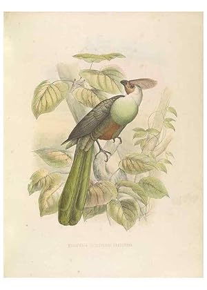 Bild des Verkufers fr Reproduccin/Reproduction 49435918732: De toerakos, afgebeeld en beschreven door H. Schlegel onder medewerking van G. F. Westerman . Uitg. door het Koninklijk zologisch genootschap Natura artis magistra. Amsterdam,1860. zum Verkauf von EL BOLETIN