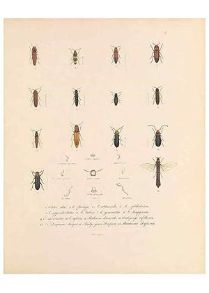 Seller image for Reproduccin/Reproduction 49430823618: Delectus animalium articulatorum :. Monachii :Impensis Editoris,1830-1834. for sale by EL BOLETIN