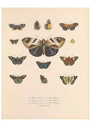 Seller image for Reproduccin/Reproduction 49430833178: Delectus animalium articulatorum :. Monachii :Impensis Editoris,1830-1834. for sale by EL BOLETIN