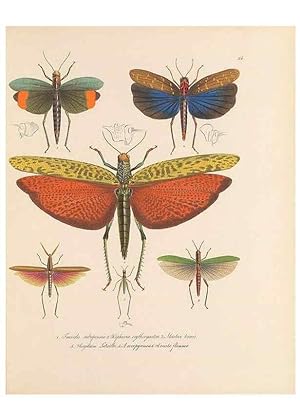 Bild des Verkufers fr Reproduccin/Reproduction 49430831478: Delectus animalium articulatorum :. Monachii :Impensis Editoris,1830-1834. zum Verkauf von EL BOLETIN