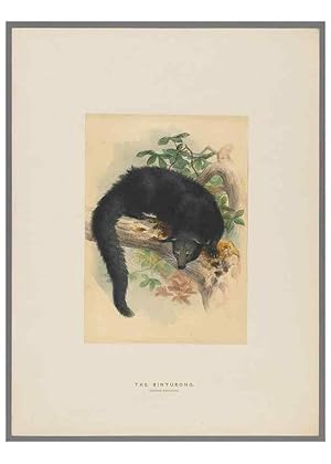 Image du vendeur pour Reproduccin/Reproduction 49419340382: Zoological sketches /. London :Henry Graves,1861-1867. mis en vente par EL BOLETIN