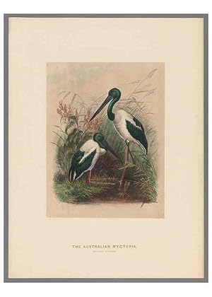 Image du vendeur pour Reproduccin/Reproduction 49418611423: Zoological sketches /. London :Henry Graves,1861-1867. mis en vente par EL BOLETIN