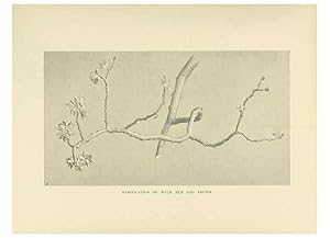 Image du vendeur pour Reproduccin/Reproduction 49420564277: British trees /. London :Hutchinson,1907. mis en vente par EL BOLETIN