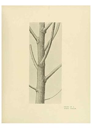 Image du vendeur pour Reproduccin/Reproduction 49420353466: British trees /. London :Hutchinson,1907. mis en vente par EL BOLETIN