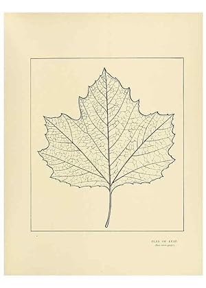 Immagine del venditore per Reproduccin/Reproduction 49420361146: British trees /. London :Hutchinson,1907. venduto da EL BOLETIN