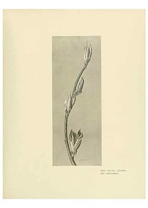 Image du vendeur pour Reproduccin/Reproduction 49420355051: British trees /. London :Hutchinson,1907. mis en vente par EL BOLETIN