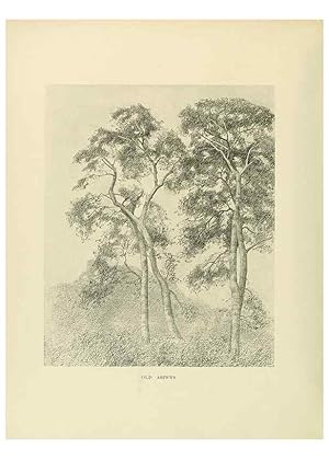 Immagine del venditore per Reproduccin/Reproduction 49419889758: British trees /. London :Hutchinson,1907. venduto da EL BOLETIN