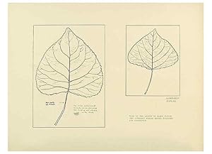 Immagine del venditore per Reproduccin/Reproduction 49419888793: British trees /. London :Hutchinson,1907. venduto da EL BOLETIN