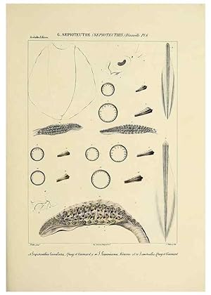 Seller image for Reproduccin/Reproduction 49434460288: Histoire naturelle, gnrale et particulire des cphalopodes actabuifres viants, et fossiles :. Paris :Impr. de A. Lacour,1835-1848. for sale by EL BOLETIN