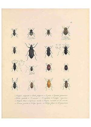 Bild des Verkufers fr Reproduccin/Reproduction 49430828258: Delectus animalium articulatorum :. Monachii :Impensis Editoris,1830-1834. zum Verkauf von EL BOLETIN