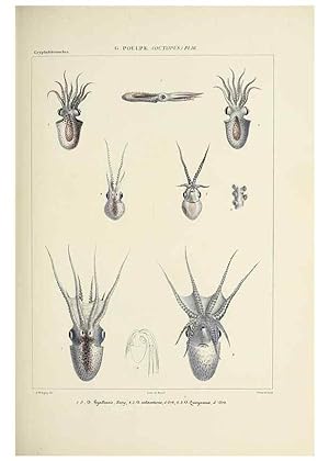 Seller image for Reproduccin/Reproduction 49434434903: Histoire naturelle, gnrale et particulire des cphalopodes actabuifres viants, et fossiles :. Paris :Impr. de A. Lacour,1835-1848. for sale by EL BOLETIN