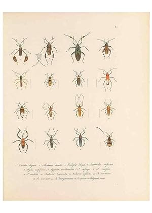 Seller image for Reproduccin/Reproduction 49431533017: Delectus animalium articulatorum :. Monachii :Impensis Editoris,1830-1834. for sale by EL BOLETIN