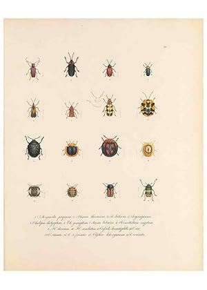 Bild des Verkufers fr Reproduccin/Reproduction 49430830248: Delectus animalium articulatorum :. Monachii :Impensis Editoris,1830-1834. zum Verkauf von EL BOLETIN