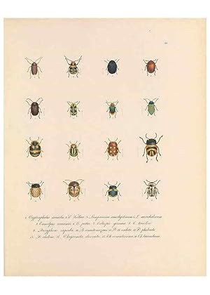 Immagine del venditore per Reproduccin/Reproduction 49430830543: Delectus animalium articulatorum :. Monachii :Impensis Editoris,1830-1834. venduto da EL BOLETIN