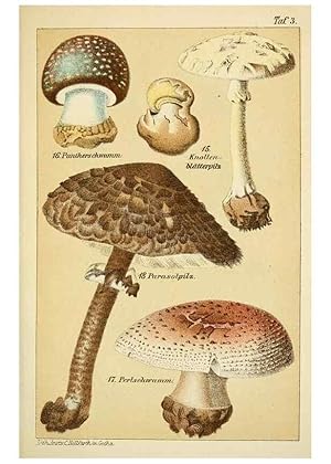 Immagine del venditore per Reproduccin/Reproduction 49456264022: Prof. Dr. Harald O. Lenz Ntzliche, schdliche und verdchtige Pilze. Gotha,Thienemann,1890. venduto da EL BOLETIN