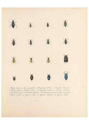 Seller image for Reproduccin/Reproduction 49430822983: Delectus animalium articulatorum :. Monachii :Impensis Editoris,1830-1834. for sale by EL BOLETIN