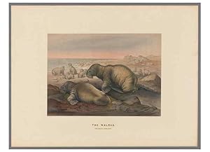Image du vendeur pour Reproduccin/Reproduction 49419293447: Zoological sketches /. London :Henry Graves,1861-1867. mis en vente par EL BOLETIN
